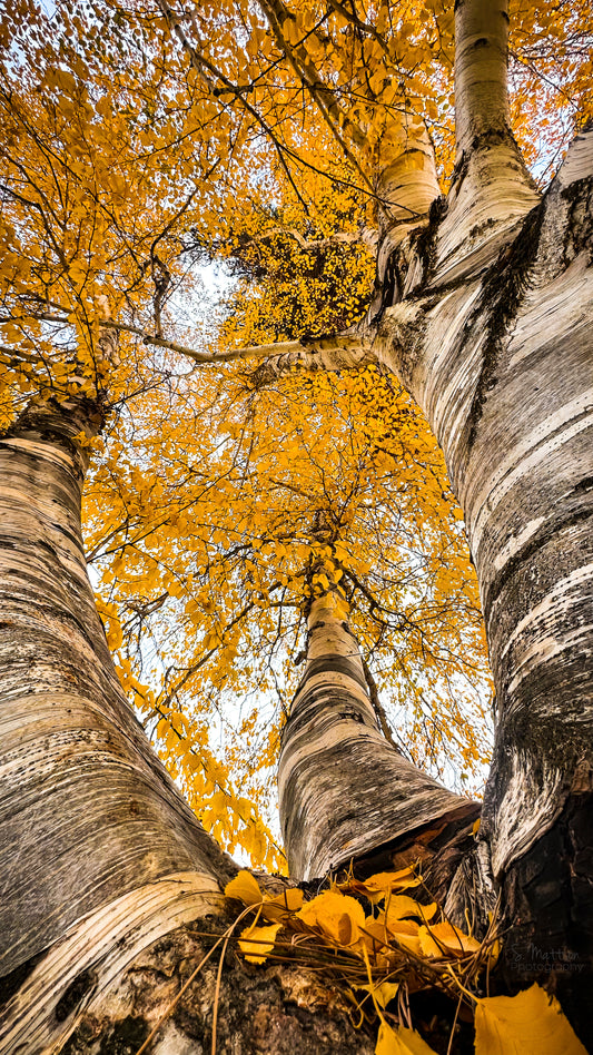 Paper Birch